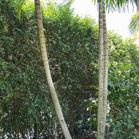 Photo of the plant species Cuban Royal Palm by @TiptopKamahi52 named Captain Plant-it on Greg, the plant care app
