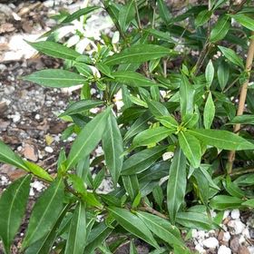 Photo of the plant species Crepe Jasmine by @TiptopKamahi52 named Lola on Greg, the plant care app