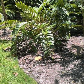 Photo of the plant species Cardboard Palm by @TiptopKamahi52 named Kendall on Greg, the plant care app