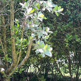 Photo of the plant species Button Mangrove by @TiptopKamahi52 named Dolores on Greg, the plant care app