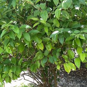 Photo of the plant species Amur Honeysuckle by @TiptopKamahi52 named Einstein on Greg, the plant care app