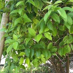 Photo of the plant species Chinese Honeysuckle by @TiptopKamahi52 named Khaleesi on Greg, the plant care app