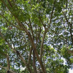 Photo of the plant species Neem by @TiptopKamahi52 named Orwell on Greg, the plant care app