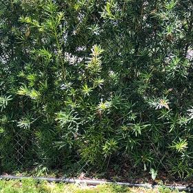 Photo of the plant species English Yew by @TiptopKamahi52 named Harmony on Greg, the plant care app