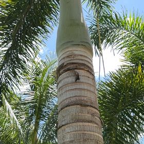 Photo of the plant species Cuban Royal Palm by @TiptopKamahi52 named Darwin on Greg, the plant care app