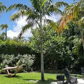 Photo of the plant species Bungalow Palm by @TiptopKamahi52 named LiloStitch on Greg, the plant care app