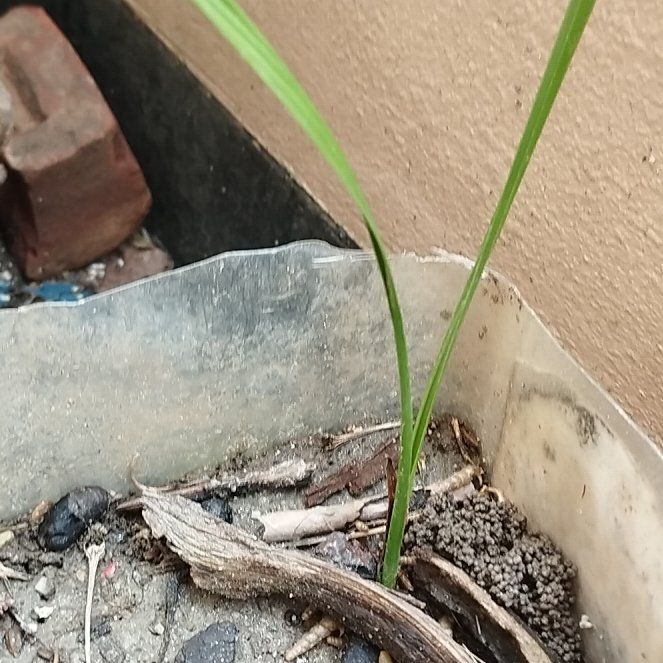 Photo of the plant species Earth Almond by @ChipperFord63 named Kobe on Greg, the plant care app