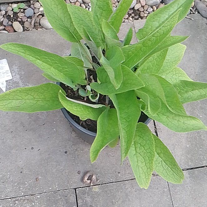 Photo of the plant species Common Comfrey by @VitalBegonia54 named Gates on Greg, the plant care app