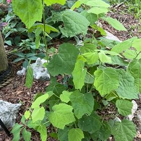 Photo of the plant species Wax Mallow by @SassyTanekaha82 named Hemingway on Greg, the plant care app