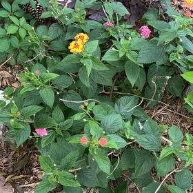 Photo of the plant species Lantana by @SassyTanekaha82 named Nithin on Greg, the plant care app