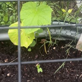 Photo of the plant species Bur Cucumber by @ExoticOxlip40 named Wall-E on Greg, the plant care app