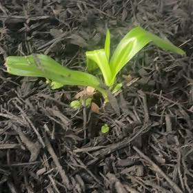 Photo of the plant species Poisonbulb by @ExoticOxlip40 named da Vinci on Greg, the plant care app
