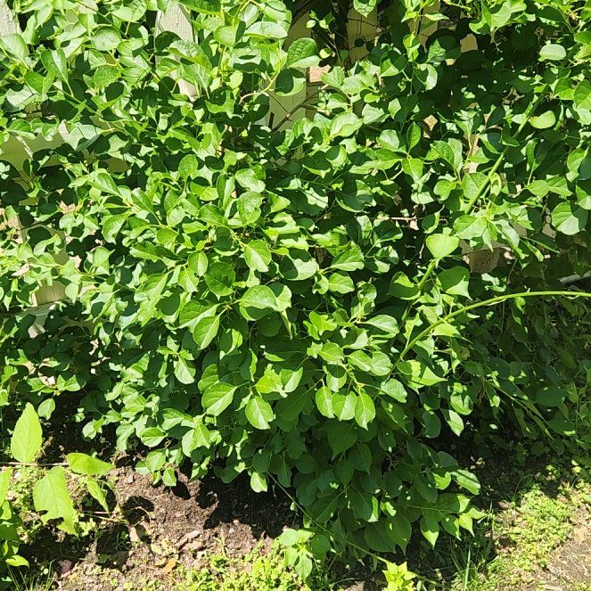 Photo of the plant species Asian Bittersweet by @NotableLime4 named Homer on Greg, the plant care app