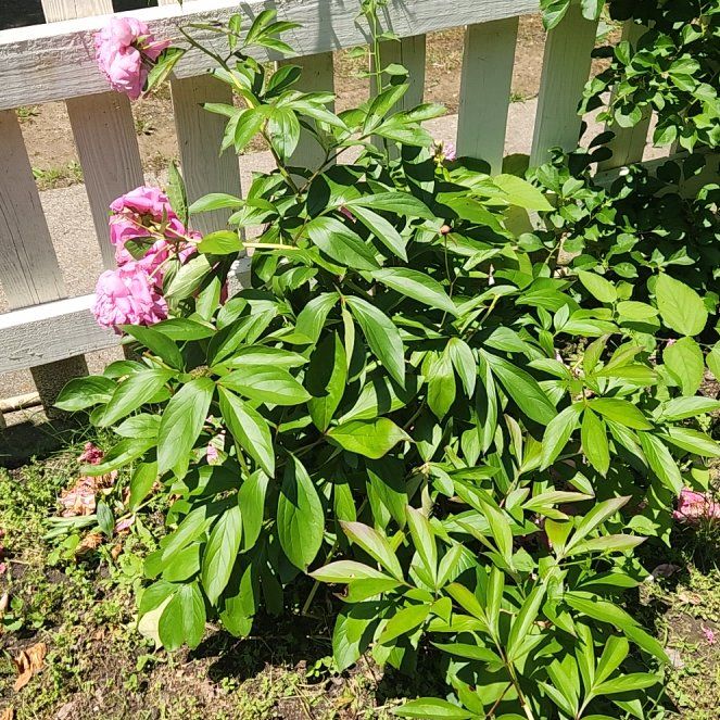 Photo of the plant species Chinese Peony by @NotableLime4 named Gomez on Greg, the plant care app