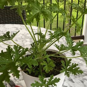 Photo of the plant species Hooded-Leaf Pelargonium by @IdealLambsear88 named Marley on Greg, the plant care app