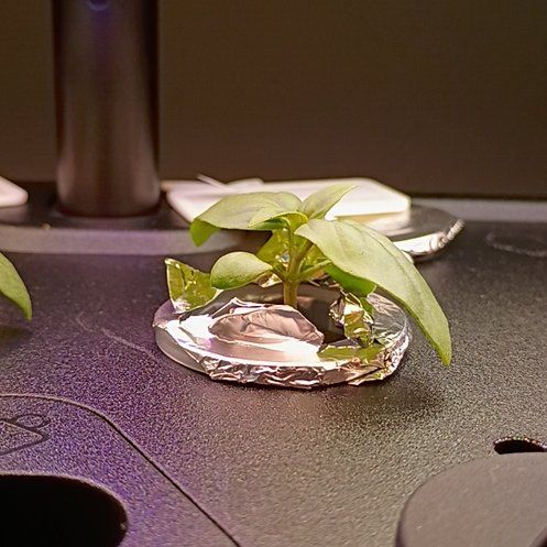 Photo of the plant species Thai Basil by @FunnyDateplum39 named Marley on Greg, the plant care app