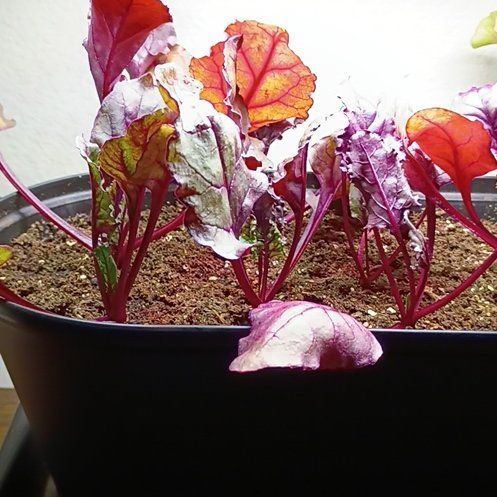 Photo of the plant species Detroit Dark Red Beet by @FunnyDateplum39 named Planty on Greg, the plant care app