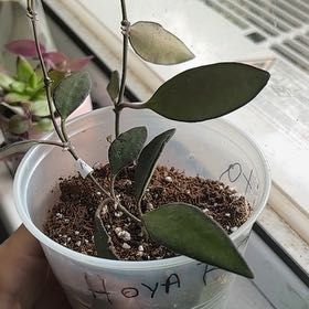 Photo of the plant species Hoya rosita 'Adrift' by @AppetentFord22 named Kendall on Greg, the plant care app