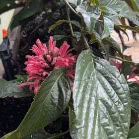 Photo of the plant species Brazilian-Plume by @DocandBoo named Beckham on Greg, the plant care app