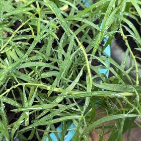 Photo of the plant species Tarragon by @DocandBoo named Delilah on Greg, the plant care app