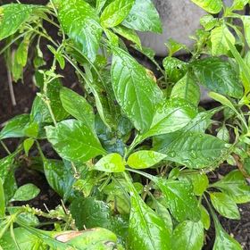 Photo of the plant species Firecracker Flower by @DocandBoo named Bodhi on Greg, the plant care app
