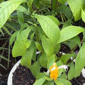 Photo of the plant species Lollipop Plant by @DocandBoo named Wall-E on Greg, the plant care app