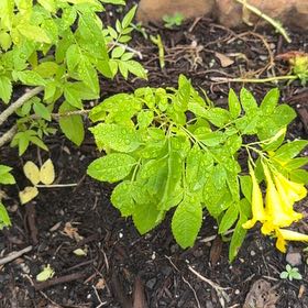Photo of the plant species Yellow Trumpetbush by @DocandBoo named Duke on Greg, the plant care app
