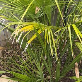 Photo of the plant species Blue Palmetto by @DocandBoo named Tolkien on Greg, the plant care app