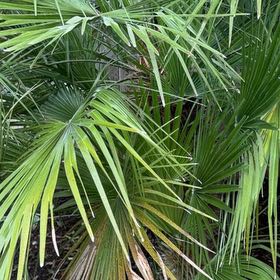 Photo of the plant species Mediterranean Dwarf Palm by @DocandBoo named Nemo on Greg, the plant care app