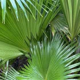 Photo of the plant species Chinese Fan Palm by @DocandBoo named Coco on Greg, the plant care app