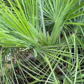 Photo of the plant species Saw Palmetto by @DocandBoo named Luna on Greg, the plant care app