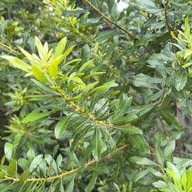 Photo of the plant species Morella Cerifera by @DocandBoo named Wax Myrtle on Greg, the plant care app