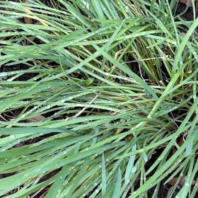 Photo of the plant species Orchard Grass by @DocandBoo named Lebron on Greg, the plant care app