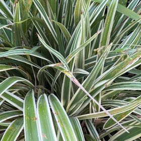 Photo of the plant species Tasman Flax-Lily by @DocandBoo named Nithin on Greg, the plant care app
