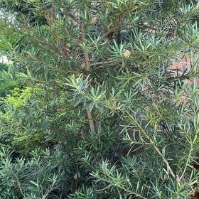 Photo of the plant species Japanese Yew by @DocandBoo named Harmony on Greg, the plant care app