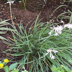 Photo of the plant species Society Garlic by @DocandBoo named Doja Cat on Greg, the plant care app