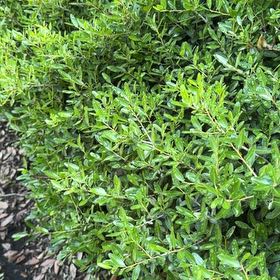 Photo of the plant species Yaupon by @DocandBoo named Gomez on Greg, the plant care app