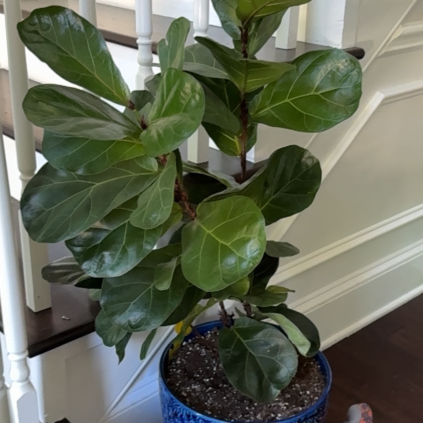Photo of the plant species Little Fiddle by @EquableNeem41 named Gomez on Greg, the plant care app