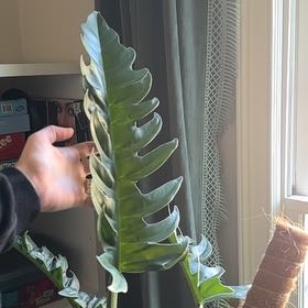 Photo of the plant species Tiger Tooth Philodendron by @EquableNeem41 named Mollie on Greg, the plant care app