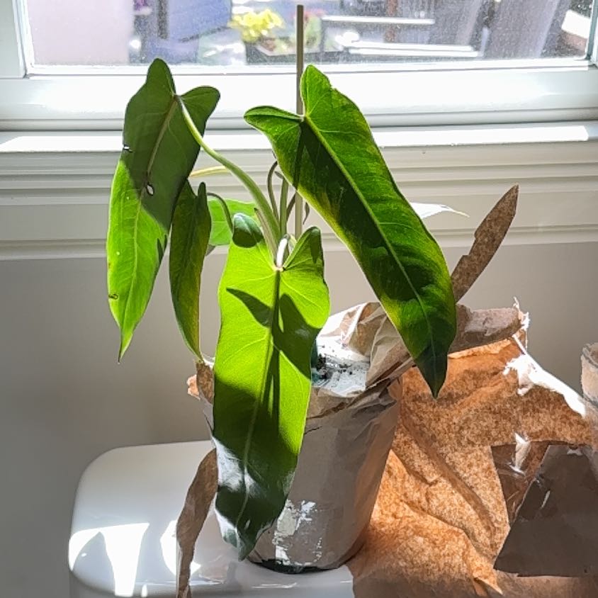 Photo of the plant species Philodendron Spiritus Sancti by @EquableNeem41 named Walt on Greg, the plant care app