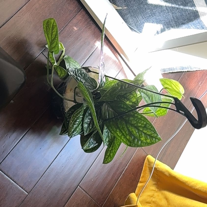 Photo of the plant species Monstera Peru by @EquableNeem41 named Athena on Greg, the plant care app