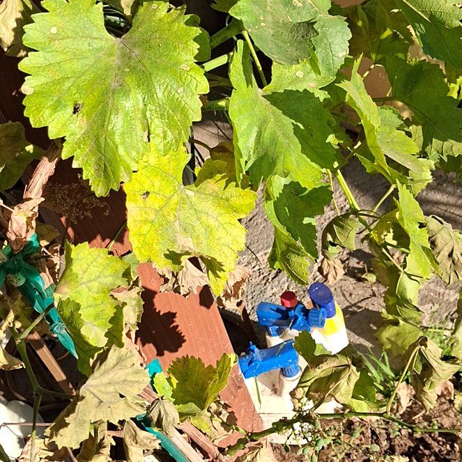 Photo of the plant species Frost Grape by @RoundRedbean42 named Apollo on Greg, the plant care app