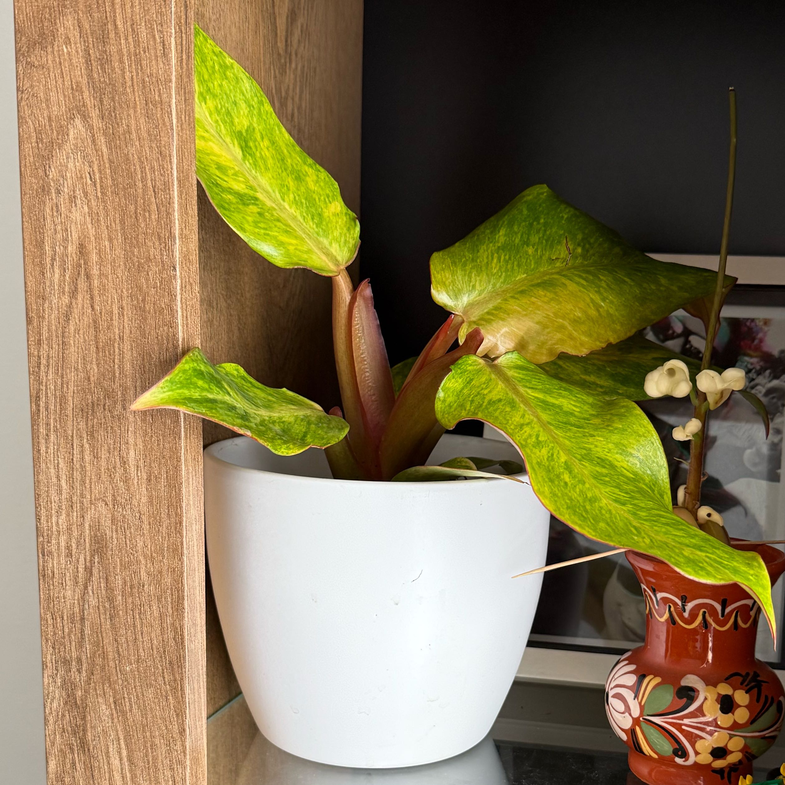 Photo of the plant species Philodendron orange Marmalade by @AwakeAloepepe83 named Friedrich on Greg, the plant care app