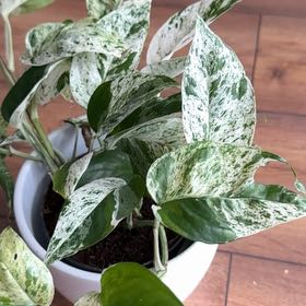 Photo of the plant species Peperomia 'Marble Variegated' by @AwakeAloepepe83 named Inmanuel on Greg, the plant care app