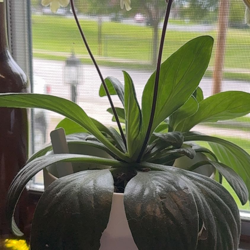 Photo of the plant species Asian Violet 'Aiko' by @NobleJubaea10 named Walt on Greg, the plant care app