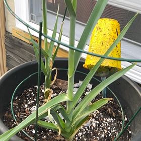 Photo of the plant species Allium Sativum by @YesHawthorn15 named Gregarious on Greg, the plant care app