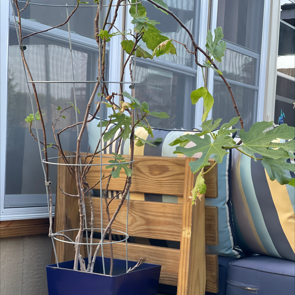 Photo of the plant species Brown Turkey Fig by @YesHawthorn15 named Michelle Branch on Greg, the plant care app