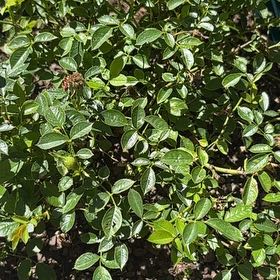 Photo of the plant species Oso Easy Rose by @SprightlyHoya25 named Treeyoncé on Greg, the plant care app