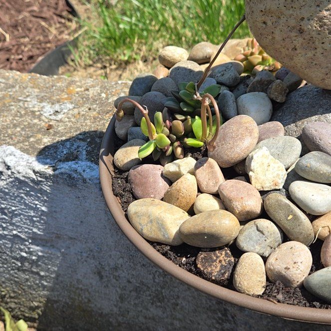 Photo of the plant species Purple Spurge by @HeroicPuka58 named Beyonce on Greg, the plant care app