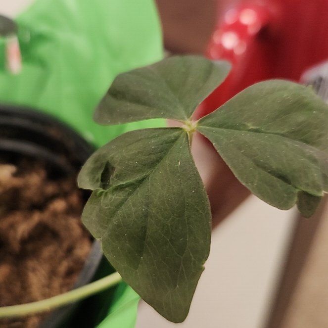 Photo of the plant species Green Shamrock by @EternalMiro40 named Sharon on Greg, the plant care app